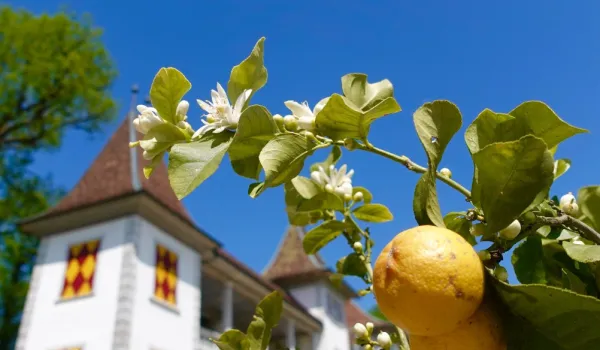 07-Schloss Waldegg_5.jpg