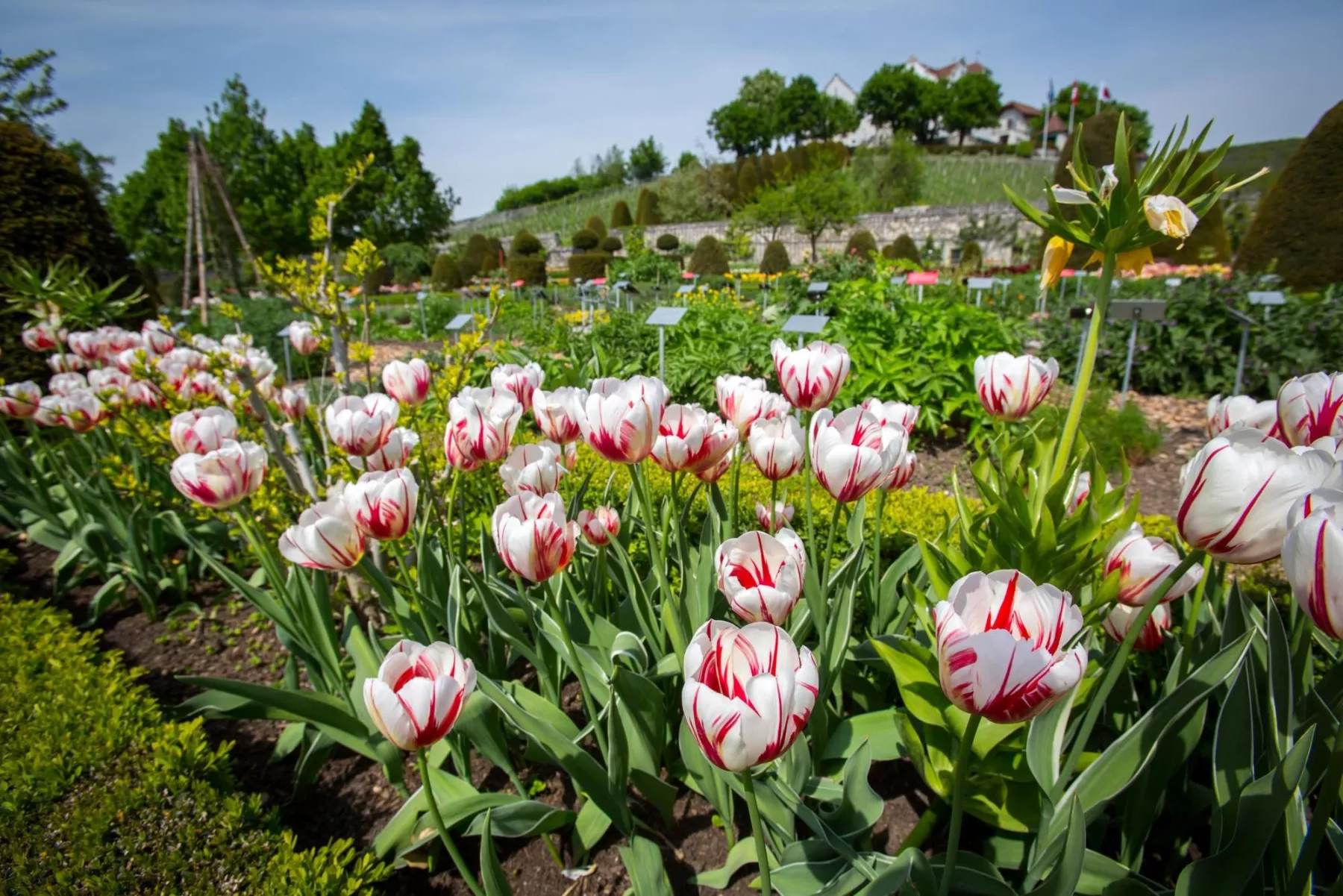 barockgarten-schloss-wildegg.jpg